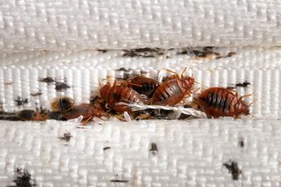 Searching for Affordable Bed Bug Pest Control Near You?