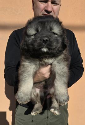 Caucasian shepherd puppies - Vienna Dogs, Puppies