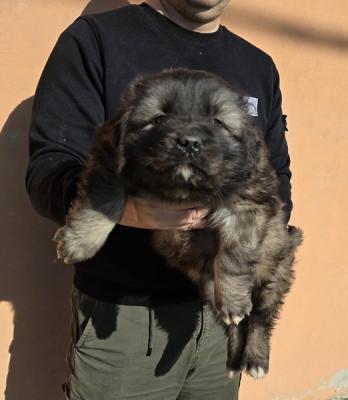 Caucasian shepherd puppies - Vienna Dogs, Puppies