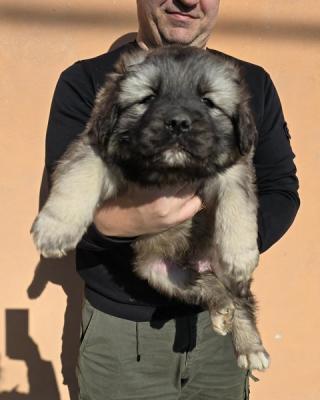 Caucasian shepherd puppies - Vienna Dogs, Puppies