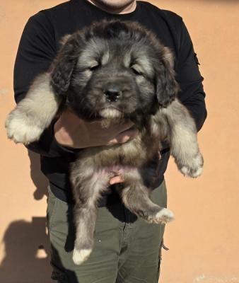 Caucasian shepherd puppies - Vienna Dogs, Puppies