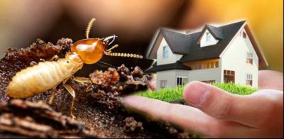 Why Is Professional Termite Control in Mumbai Important for Your Property?