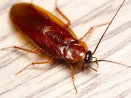 Cockroach Pest Control in Mumbai - Mumbai Other