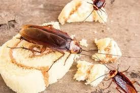 Cockroach Pest Control in Mumbai - Mumbai Other