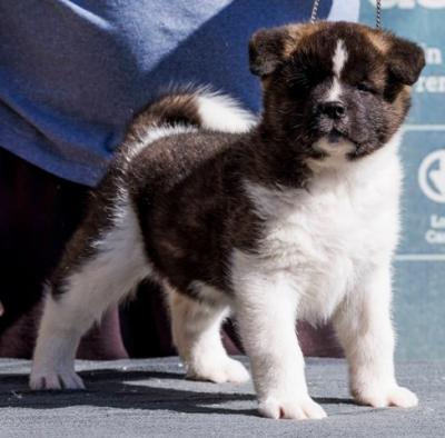 Amerikanische Akita-Welpen - Vienna Dogs, Puppies