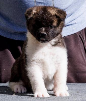 Amerikanische Akita-Welpen - Vienna Dogs, Puppies