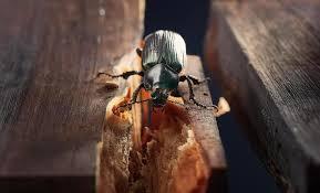 Mumbai’s Leading Wood Borer Pest Control – Quick & Effective Solutions