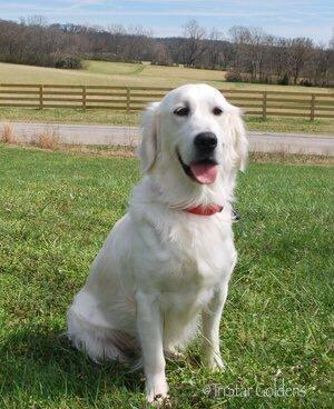 Cream Golden Retriever Puppies: Shining Beauties with Love