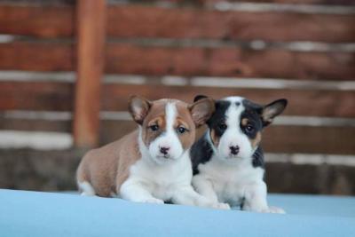 Basenji-Hunde - Vienna Dogs, Puppies