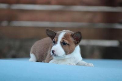 Basenji-Hunde - Vienna Dogs, Puppies