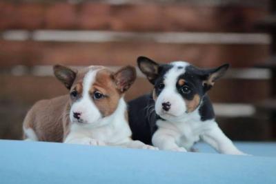 Basenji-Hunde - Vienna Dogs, Puppies