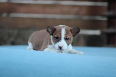 Basenji-Hunde - Vienna Dogs, Puppies