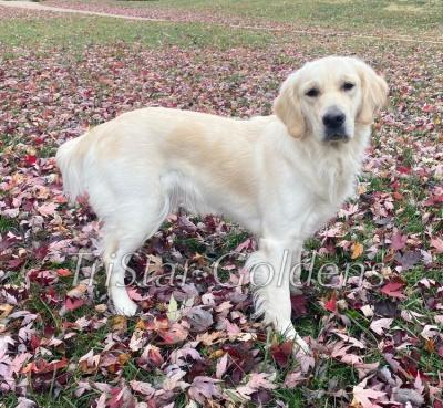 Golden Retriever Puppies for sale: Cute Puppies Waiting to be a Part of Your Family! 