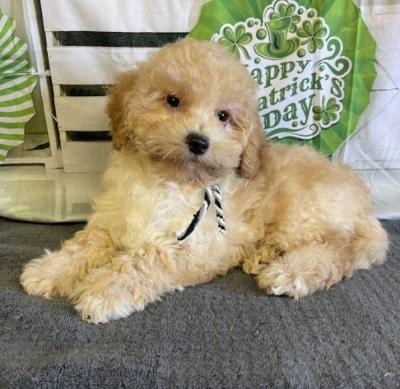 Miniature Goldendoodle Adoption - Other Other