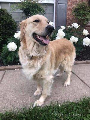 English cream golden retriever puppies for sale: Ethically-bred Adroable Lil’ Friends 