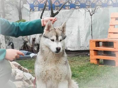 Siberian Husky, Rüdenwelpen - Vienna Dogs, Puppies