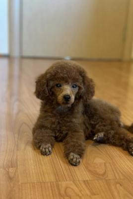 Beautiful Toy Poodle - Vienna Dogs, Puppies