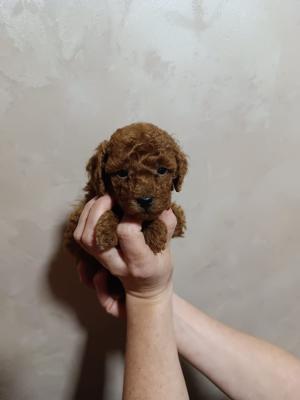 Beautiful Toy Poodle - Vienna Dogs, Puppies