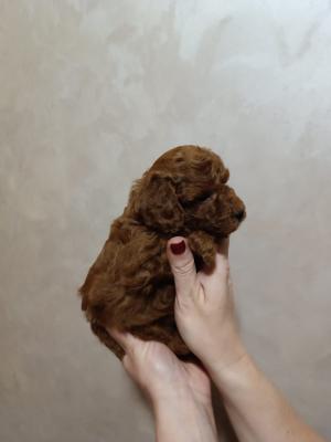 Beautiful Toy Poodle - Vienna Dogs, Puppies