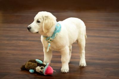 Golden retriever puppies