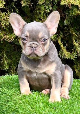 French bulldog - Vienna Dogs, Puppies