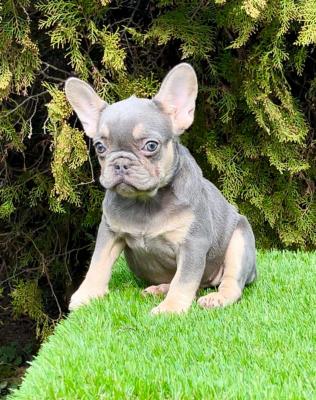 French bulldog - Vienna Dogs, Puppies