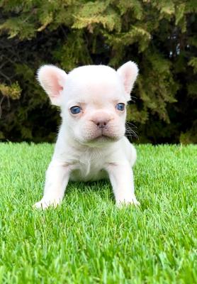 French bulldog - Vienna Dogs, Puppies