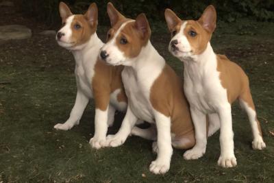 Basenji puppies - Vienna Dogs, Puppies