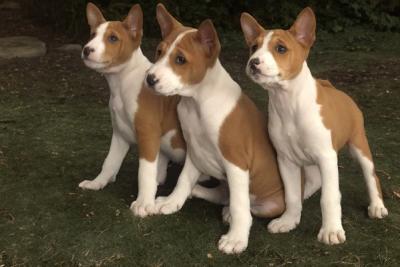 Basenji-Welpen - Zurich Dogs, Puppies