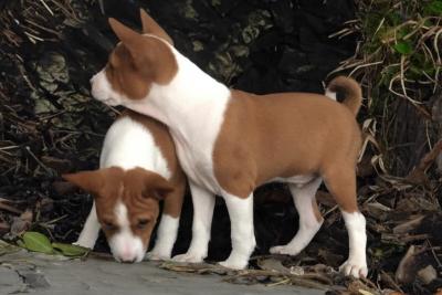 Basenji-Welpen - Zurich Dogs, Puppies