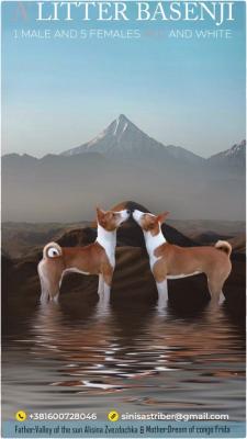 Basenji-Welpen - Zurich Dogs, Puppies