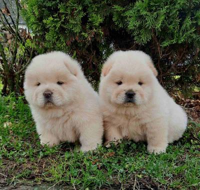 Chow chow - Vienna Dogs, Puppies