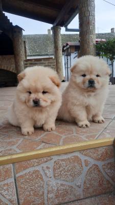 Chow chow - Vienna Dogs, Puppies