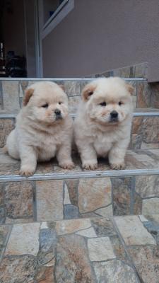 Chow chow - Vienna Dogs, Puppies