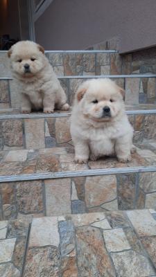 Chow chow - Vienna Dogs, Puppies