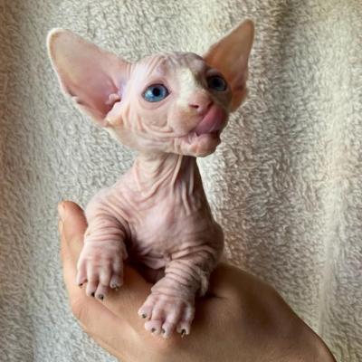  Sphynx Kittens  - Dubai Cats, Kittens