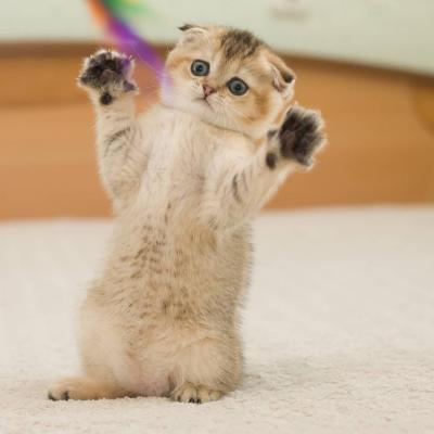  Scottish Fold Kittens    - Dubai Cats, Kittens