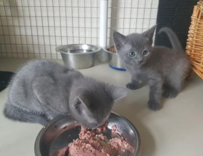  Russian Blue Kittens   