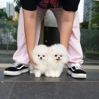   Teacup Pomeranian Puppies   