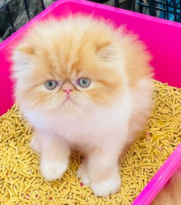   Persian kittens Available    - Dubai Cats, Kittens