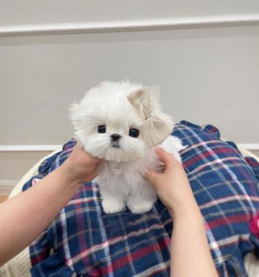  Teacup Maltese Puppies   