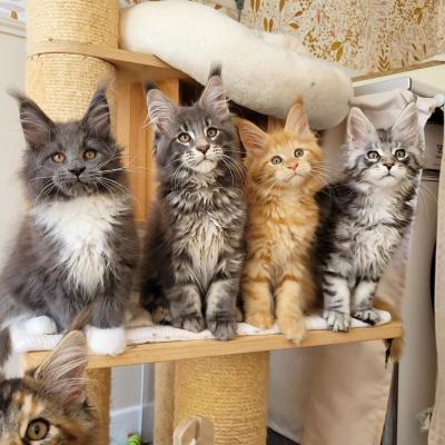   Maine Coon Kittens    - Dubai Cats, Kittens