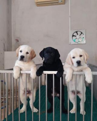  Labrador Puppies for adoption