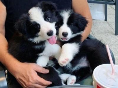   Border Collie pups for Adoption Ready 