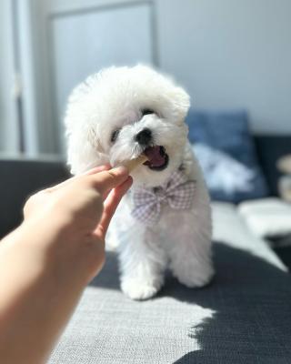   Bichon Frise Puppies 