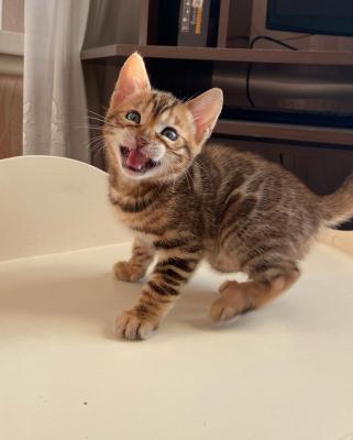   Bengal Kittens  