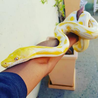  Albino Python ball snakes  - Dubai Other