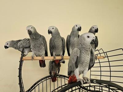   Talking African Grey Parrots 