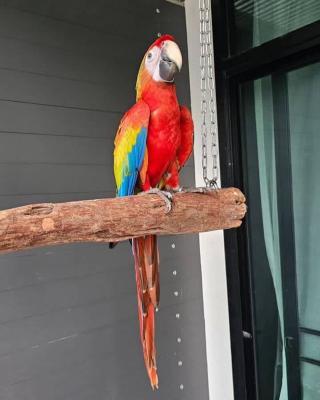  Scarlet Macaw Parrots  - Dubai Birds