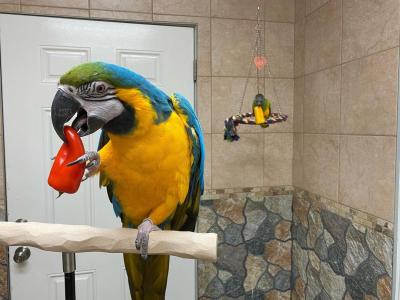  Pair of Blue and Gold Macaw Parrots